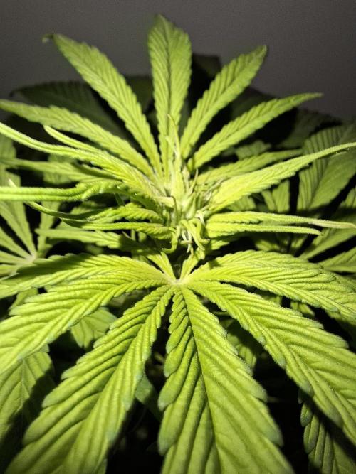 80s Durban Poison - Love of Landrace. Week 7