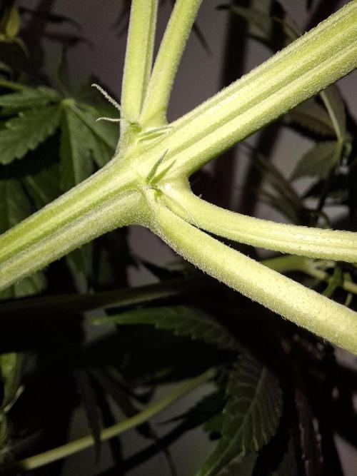 80s Durban Poison - Love of Landrace. Week 7