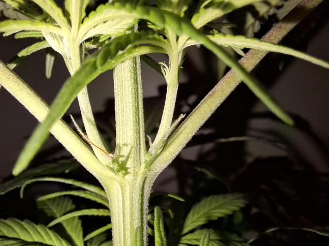 80s Durban Poison - Love of Landrace. Week 7