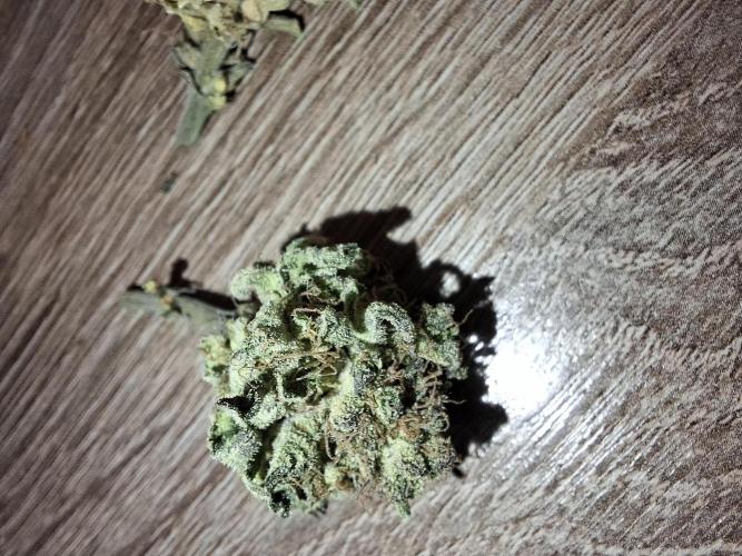 Desfrán - Dutch Passion. Week 15