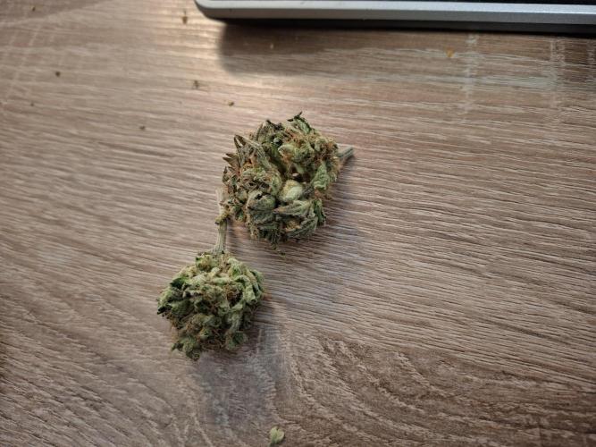 Desfrán - Dutch Passion. Week 15