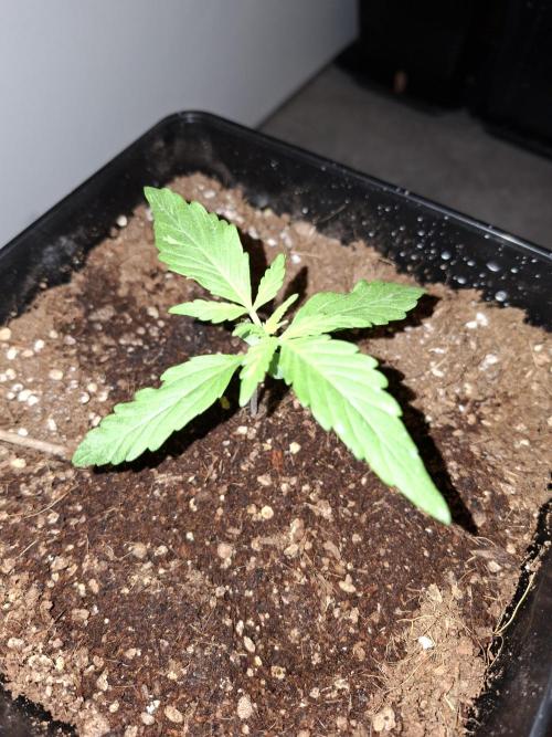 Ivory Coast Landrace - Love of Landrace. Week 1