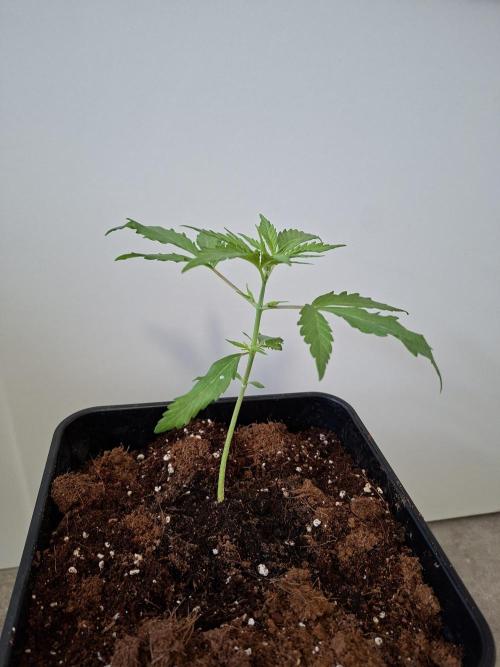 Ivory Coast Landrace - Love of Landrace. Week 2