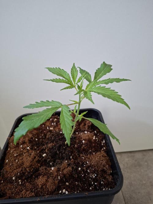 Ivory Coast Landrace - Love of Landrace. Week 2
