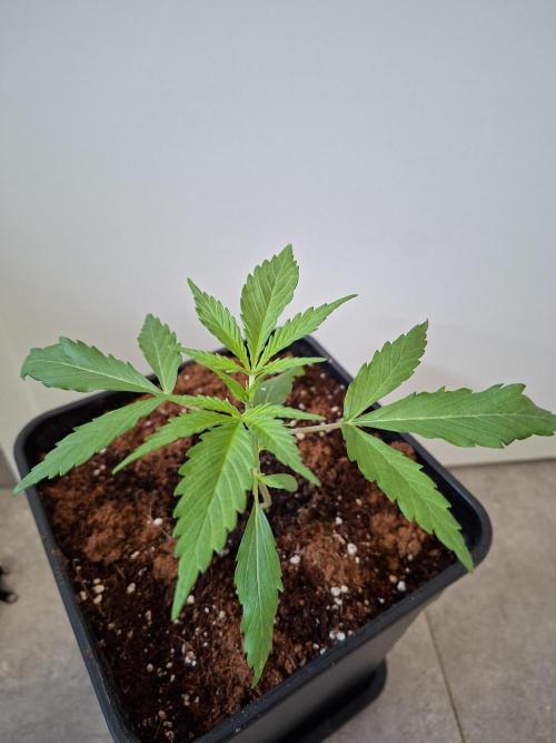 Ivory Coast Landrace - Love of Landrace. Week 3