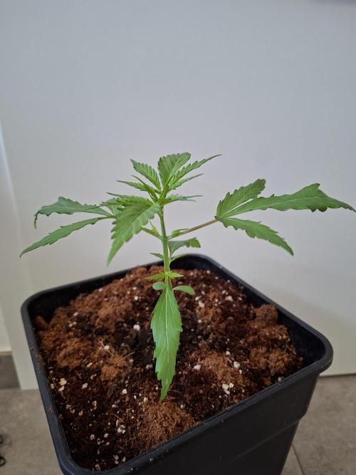 Ivory Coast Landrace - Love of Landrace. Week 3