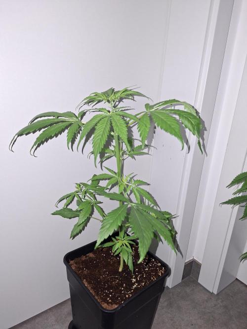 Ivory Coast Landrace - Love of Landrace. Week 4