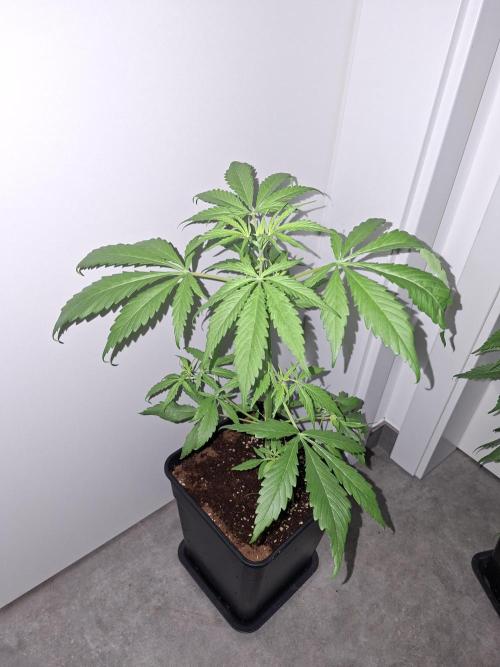 Ivory Coast Landrace - Love of Landrace. Week 4