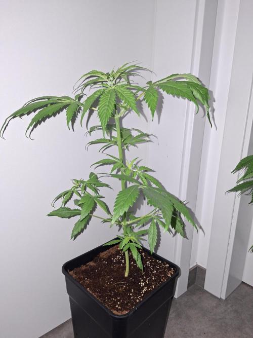 Ivory Coast Landrace - Love of Landrace. Week 4