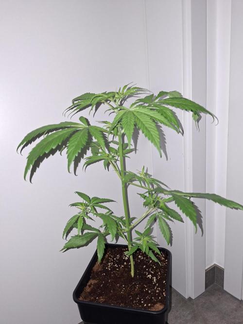 Ivory Coast Landrace - Love of Landrace. Week 4