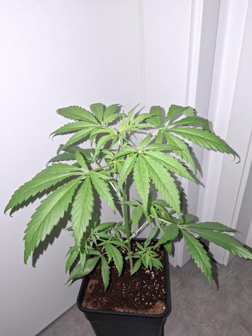 Ivory Coast Landrace - Love of Landrace. Week 4