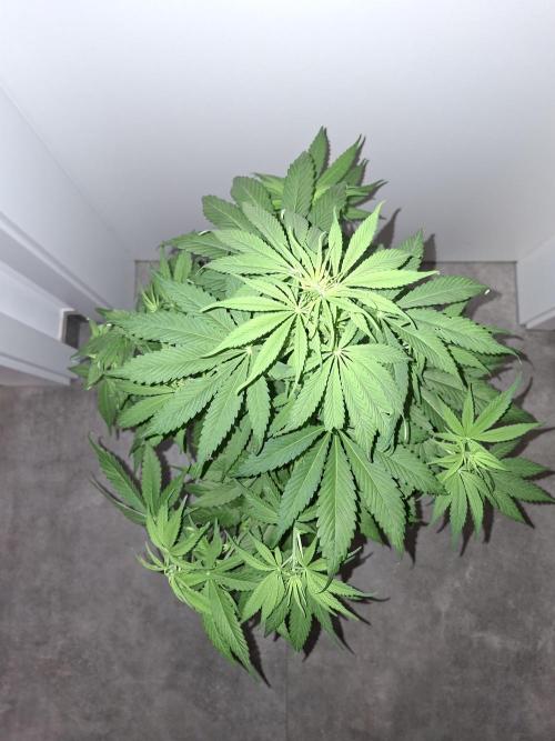 80s Durban Poison - Love of Landrace. Week 8