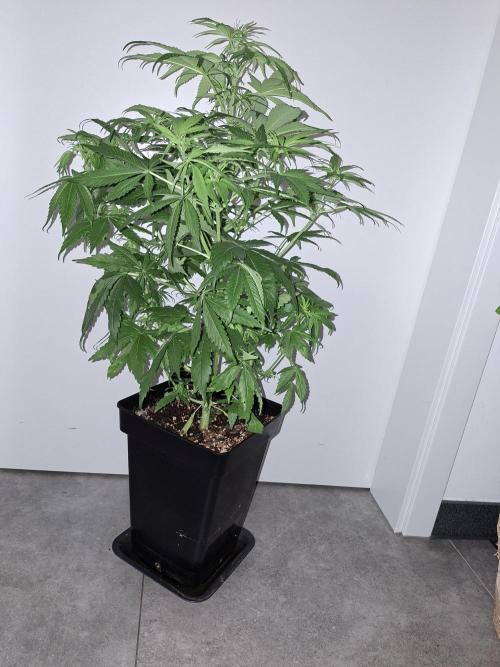 80s Durban Poison - Love of Landrace. Week 8