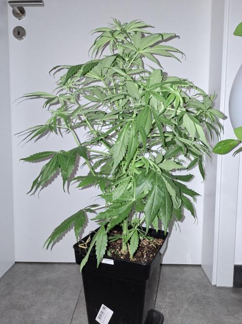 80s Durban Poison - Love of Landrace. Week 8