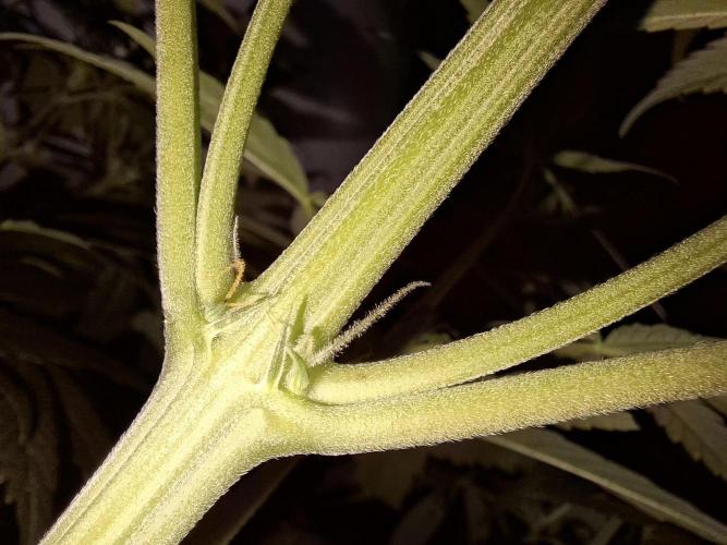 80s Durban Poison - Love of Landrace. Week 8