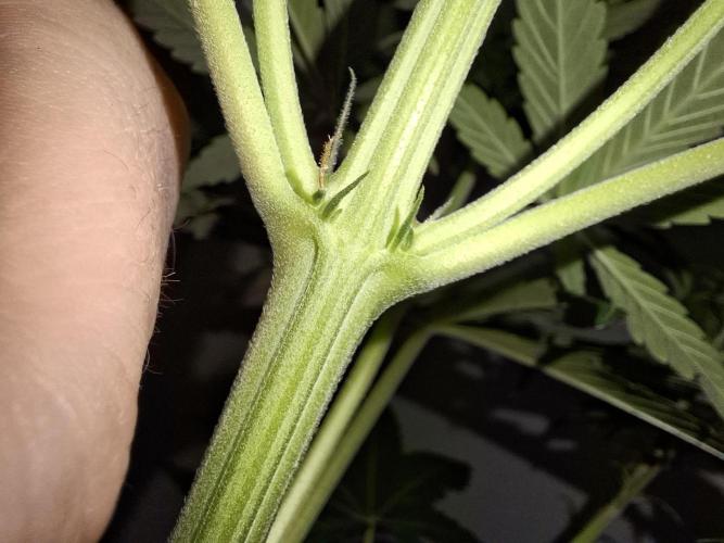 80s Durban Poison - Love of Landrace. Week 8