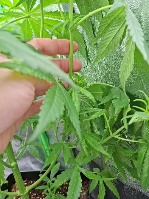 80s Durban Poison - Love of Landrace