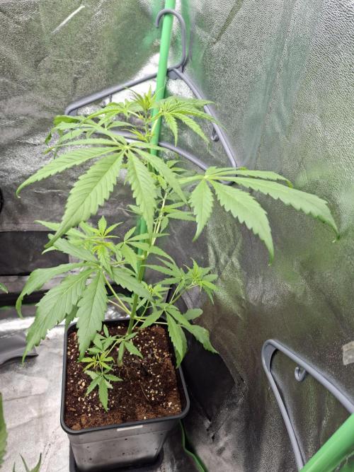 Ivory Coast Landrace - Love of Landrace. Week 6