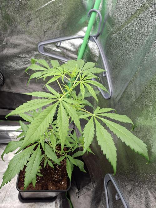 Ivory Coast Landrace - Love of Landrace. Week 6