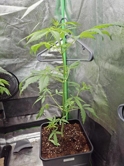 Ivory Coast Landrace - Love of Landrace. Week 6