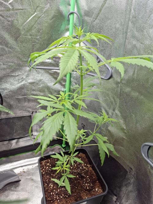 Ivory Coast Landrace - Love of Landrace. Week 6