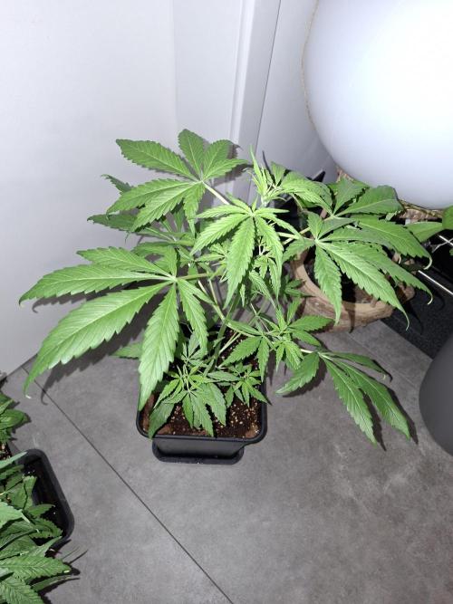 Ivory Coast Landrace - Love of Landrace. Week 6