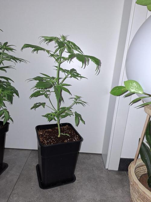 Ivory Coast Landrace - Love of Landrace. Week 6
