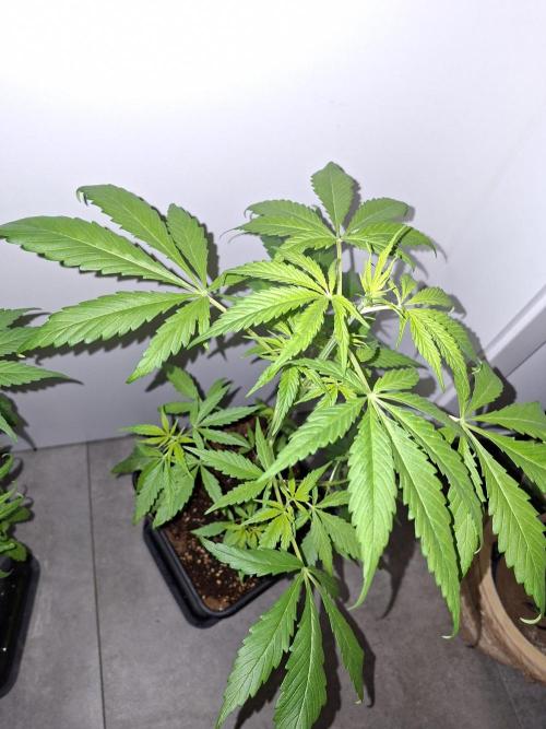 Ivory Coast Landrace - Love of Landrace. Week 6