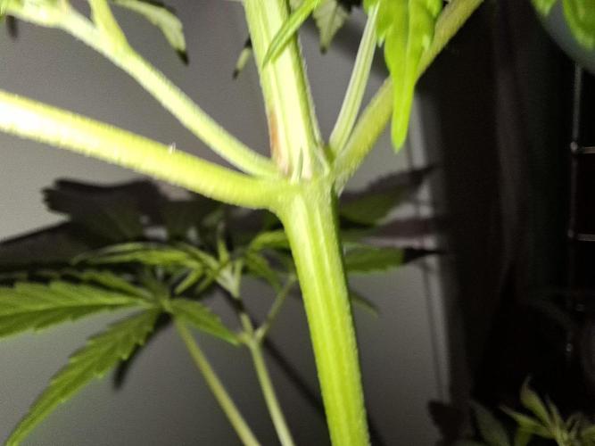 Ivory Coast Landrace - Love of Landrace. Week 6
