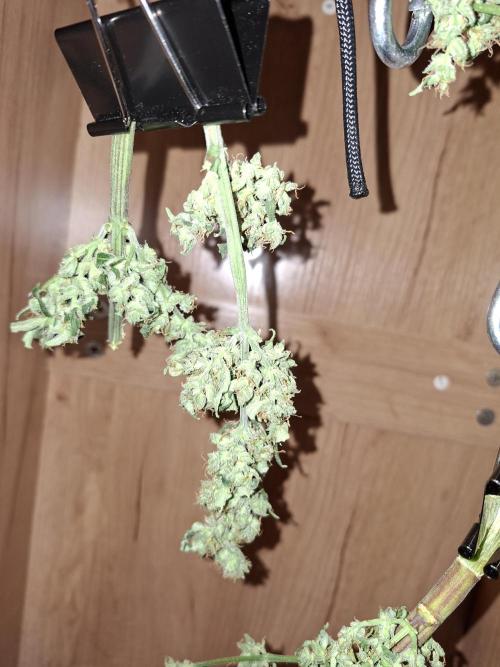 Nigerian Sativa - Love of Landrace. Week 15