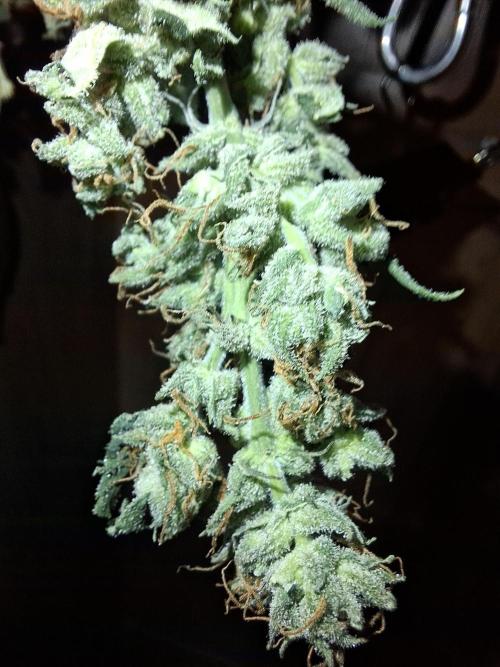Nigerian Sativa - Love of Landrace. Week 15