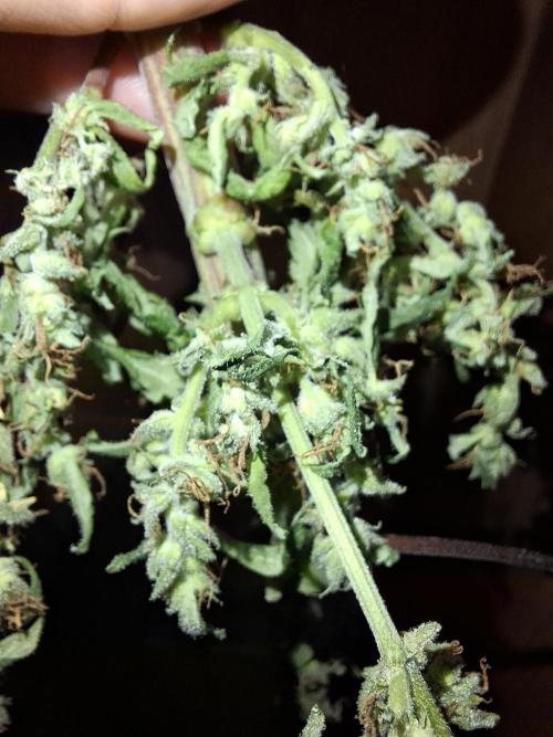 Nigerian Sativa - Love of Landrace. Week 15