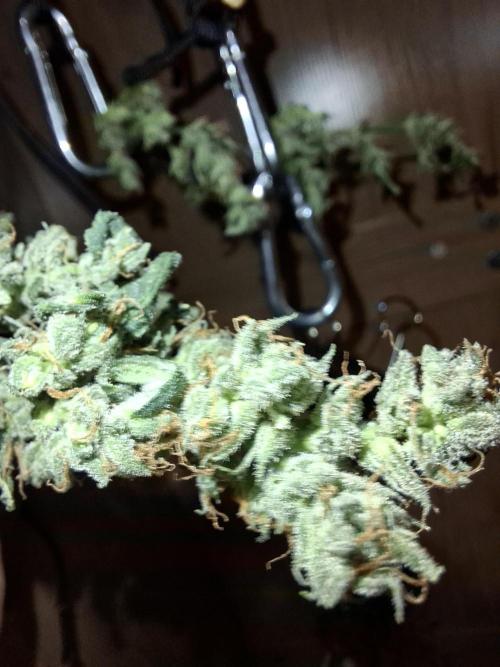 Nigerian Sativa - Love of Landrace. Week 15