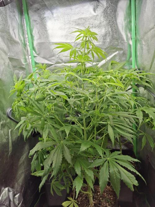 80s Durban Poison - Love of Landrace. Week 9