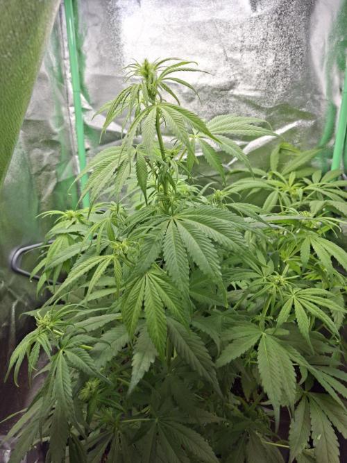80s Durban Poison - Love of Landrace. Week 9