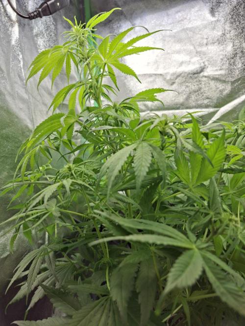 80s Durban Poison - Love of Landrace. Week 9