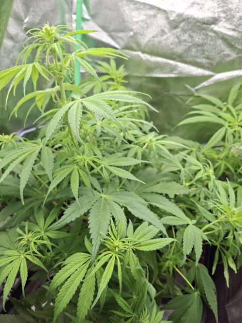 80s Durban Poison - Love of Landrace. Week 9