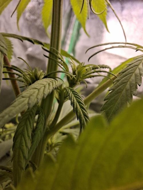 80s Durban Poison - Love of Landrace. Week 9