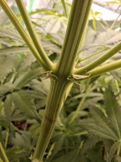 80s Durban Poison - Love of Landrace. Week 9