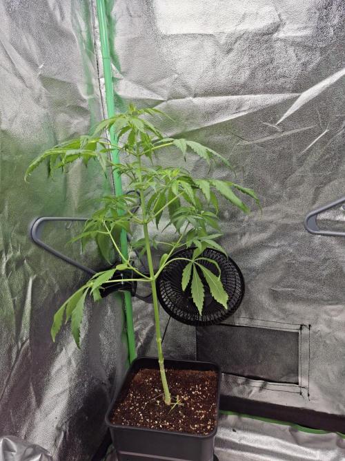 Ivory Coast Landrace - Love of Landrace. Week 7
