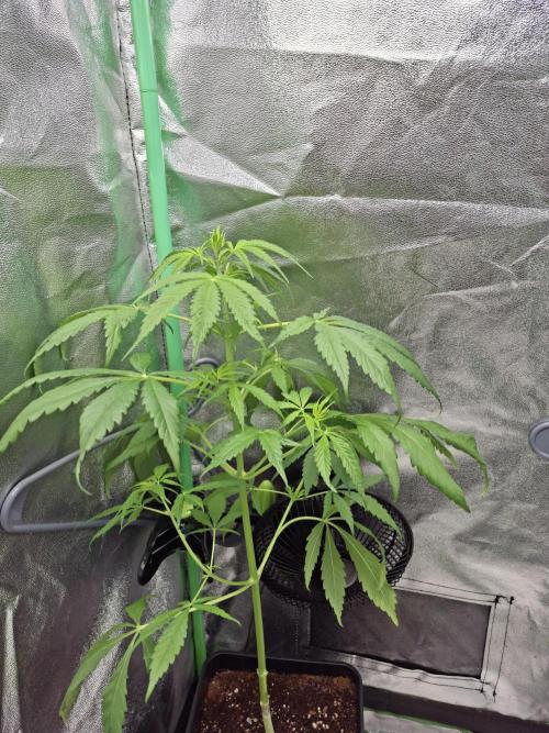 Ivory Coast Landrace - Love of Landrace. Week 7