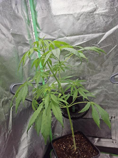 Ivory Coast Landrace - Love of Landrace. Week 7