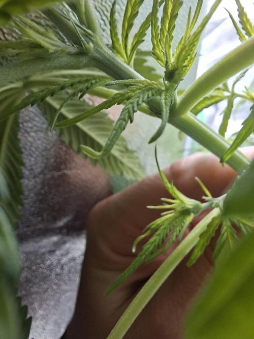 Ivory Coast Landrace - Love of Landrace. Week 7