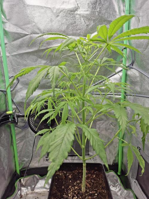 Nigerian Sativa #2 - Love of Landrace. Week 9