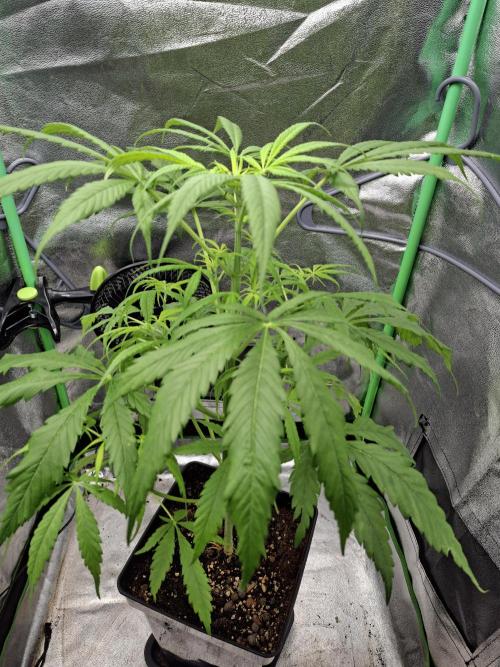 Nigerian Sativa #2 - Love of Landrace. Week 9