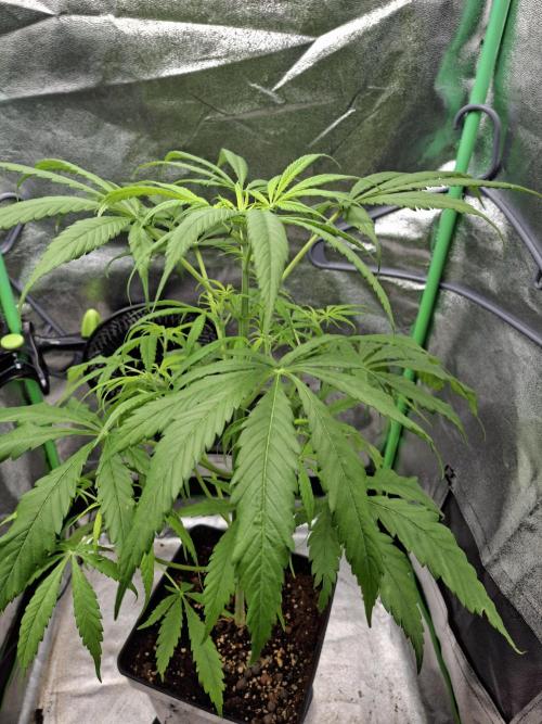 Nigerian Sativa #2 - Love of Landrace. Week 9