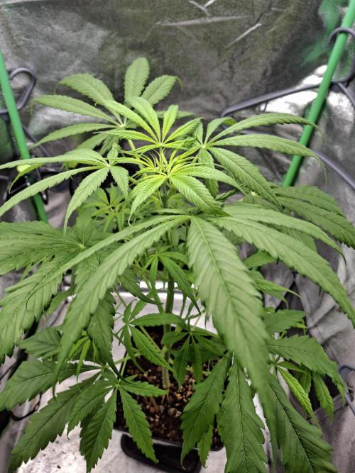 Nigerian Sativa #2 - Love of Landrace. Week 9