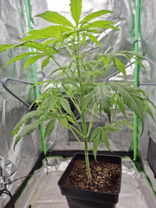 Nigerian Sativa #2 - Love of Landrace. Week 9