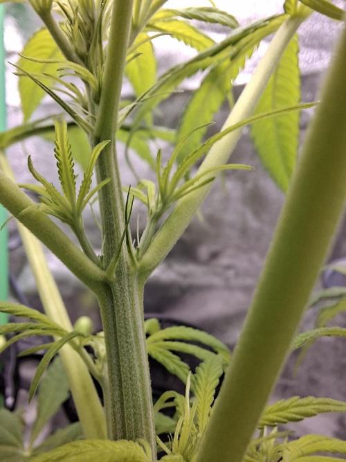 Nigerian Sativa #2 - Love of Landrace. Week 9