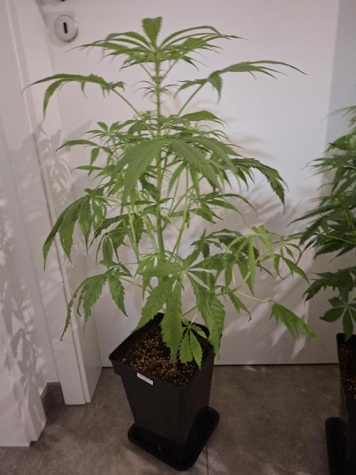 Nigerian Sativa #2 - Love of Landrace. Week 10
